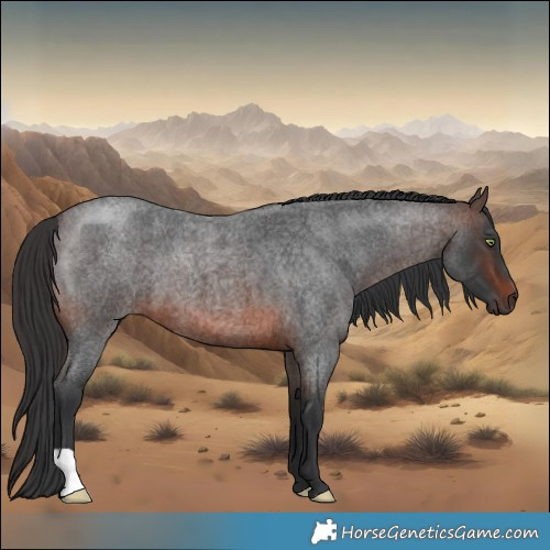 Horse Color:Brown Roan