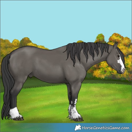 Horse Color:Grullo 
