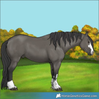 Horse Color:Grullo
