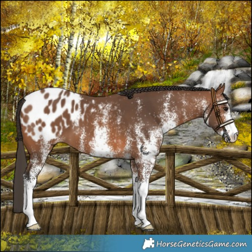 Horse Color:White Spotted Bay Appaloosa 