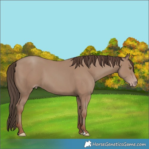 Horse Color:Classic Champagne