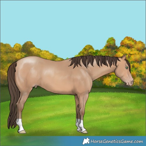 Horse Color:Amber Champagne