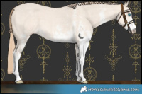 Horse Color:White Spotted Perlino Dun 