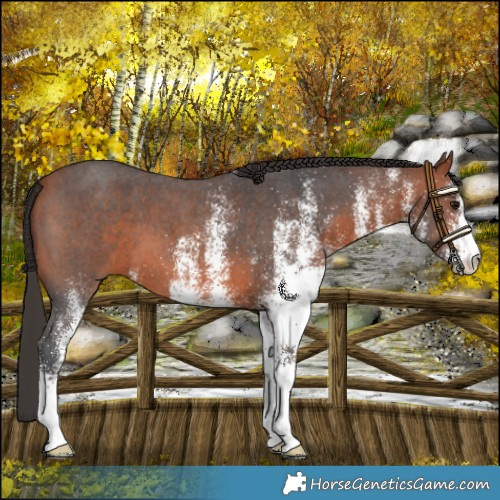 Horse Color:White Spotted Bay
