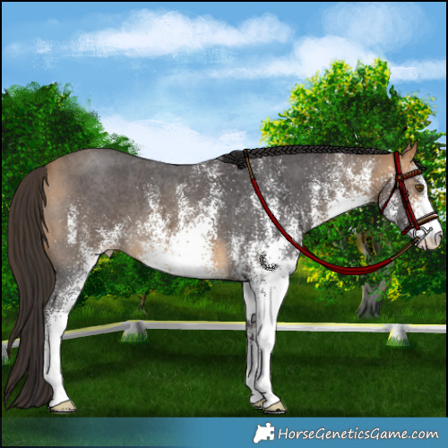 Horse Color:White Spotted Buckskin 