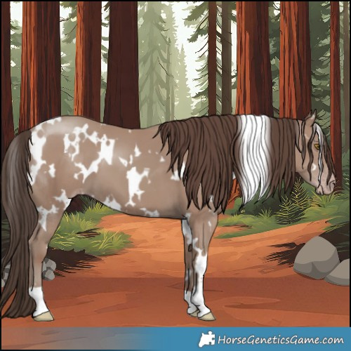 Horse Color:White Spotted Classic Champagne