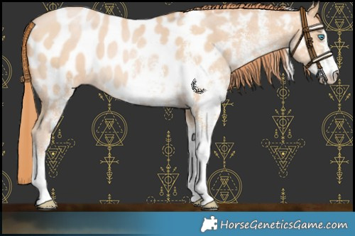 Horse Color:White Spotted Buckskin Pearl Appaloosa 