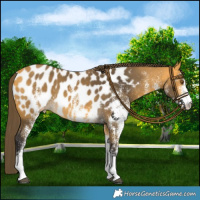 Horse Color:White Spotted Buckskin Near Leopard