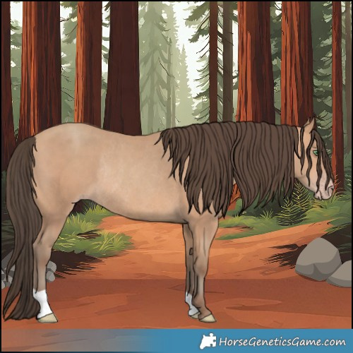 Horse Color:Amber Champagne Rabicano 