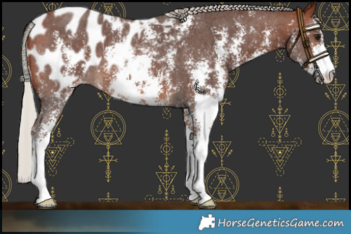 Horse Color:Silver Brown Sabino Blanket 