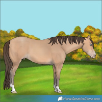 Horse Color:Amber Champagne