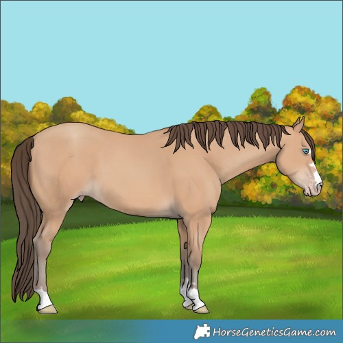 Horse Color:Amber Champagne