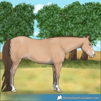 Horse Color:Amber Champagne 