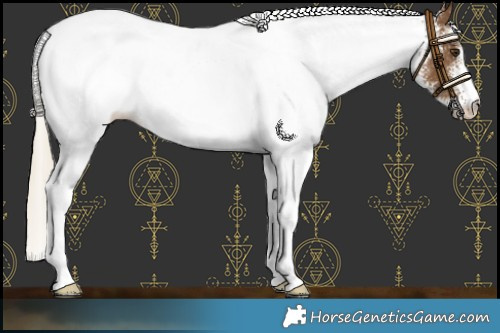 Horse Color:White Spotted Chocolate Palomino Appaloosa 