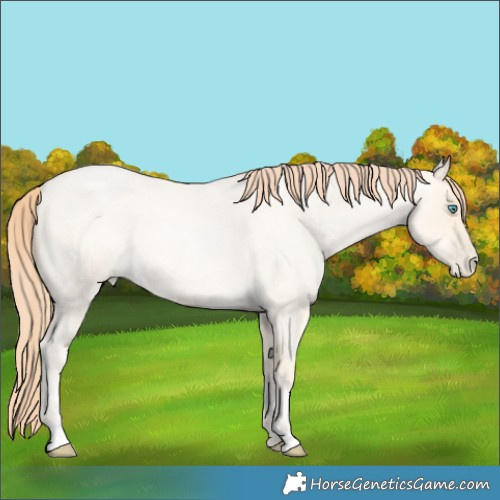 Horse Color:Amber Cream Champagne Roan Pearl Rabicano 