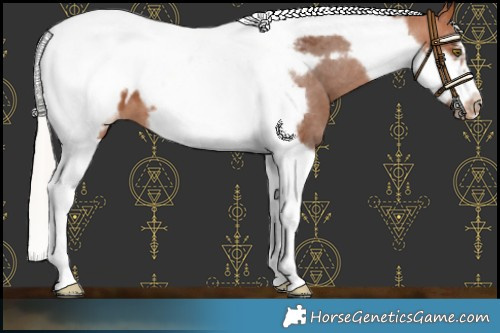 Horse Color:Silver Bay Tobiano Frame Appaloosa