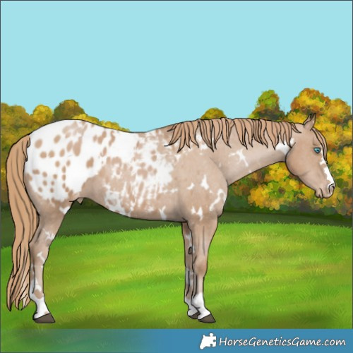 Horse Color:White Spotted Black Pearl Blanket