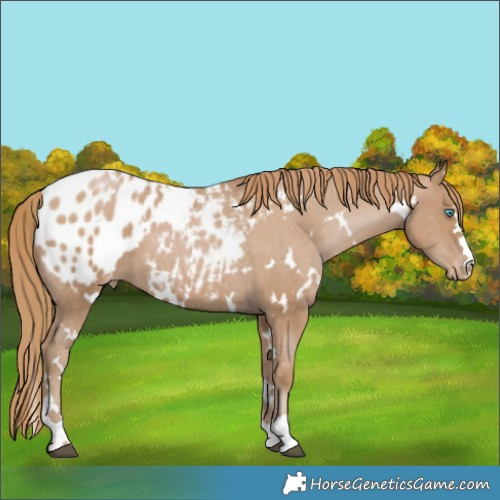 Horse Color:White Spotted Black Pearl Appaloosa