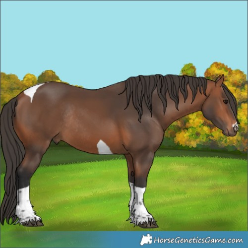 Horse Color:Bay Tobiano Rabicano