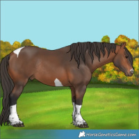 Horse Color:Bay Tobiano Rabicano
