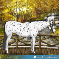 Horse Color:White Spotted Black Near Leopard