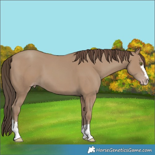 Horse Color:Classic Champagne 