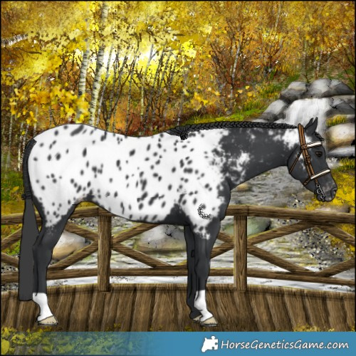 Horse Color:Black Appaloosa 