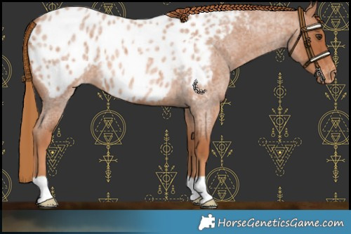 Horse Color:Red Roan Near Leopard 