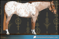 Horse Color:Red Roan Near Leopard