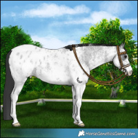 Horse Color:White Spotted Blue Roan Blanket 