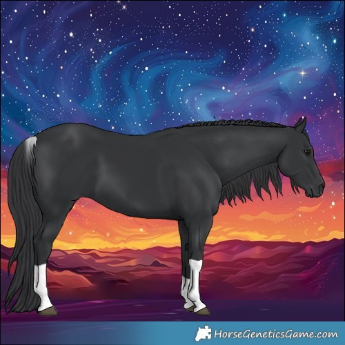 Horse Color:Black Tobiano
