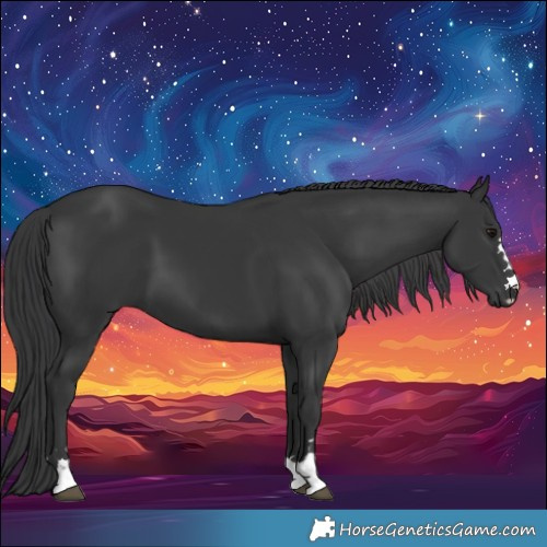 Horse Color:Black 