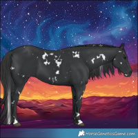 Horse Color:White Spotted Black