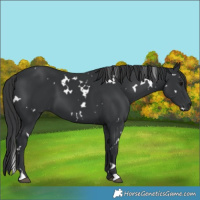Horse Color:White Spotted Black
