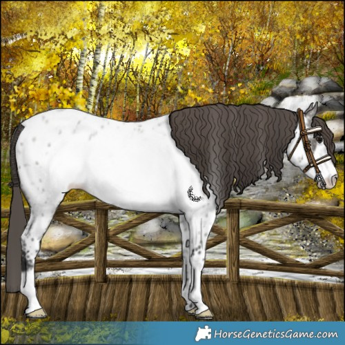Horse Color:Grullo Roan Frame Near Leopard 