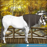 Horse Color:Grullo Roan Frame Near Leopard 