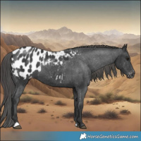 Horse Color:Black Blanket