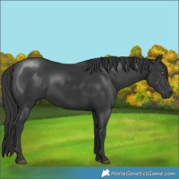 Horse Color:Black 