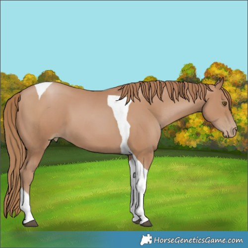 Horse Color:Black Pearl Tobiano 