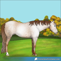 Horse Color:Gray Classic Champagne Pearl