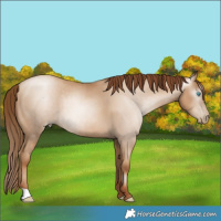 Horse Color:Gray Classic Champagne Pearl