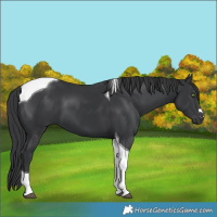 Horse Color:Black Tobiano 