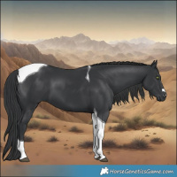 Horse Color:Black Tobiano