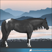 Horse Color:Black Tobiano 