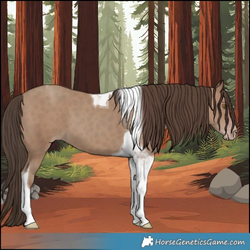Horse Color:Classic Champagne Tobiano