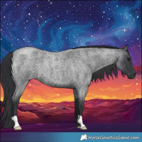 Horse Color:Blue Roan
