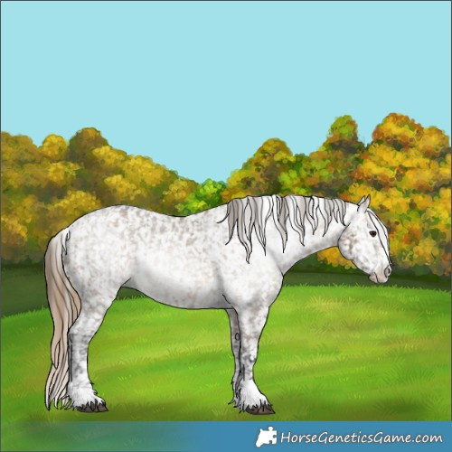 Horse Color:Buckskin Dun Appaloosa  and Gray Buckskin Dun Appaloosa 