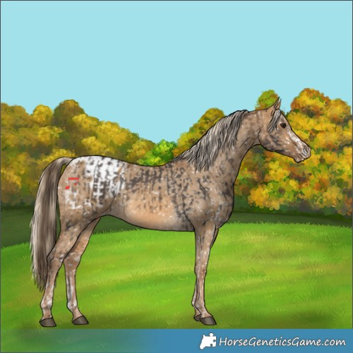 Horse Color:White Spotted Buckskin Appaloosa  and Chocolate Palomino Dun Appaloosa 