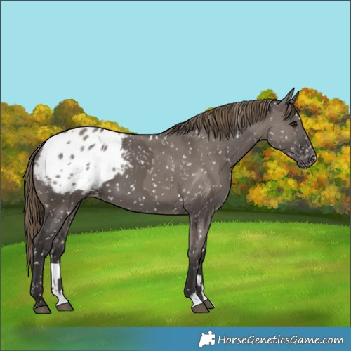 Horse Color:Unknown 