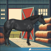 Horse Color:Black 